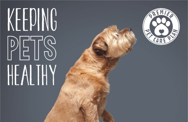 Keeping pets healthy with Streetly Vets 2